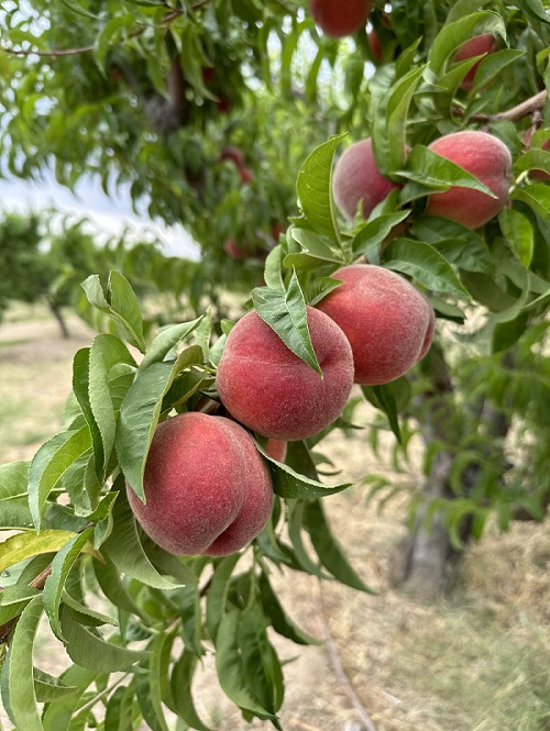 Peaches at Gilcrease Orchard