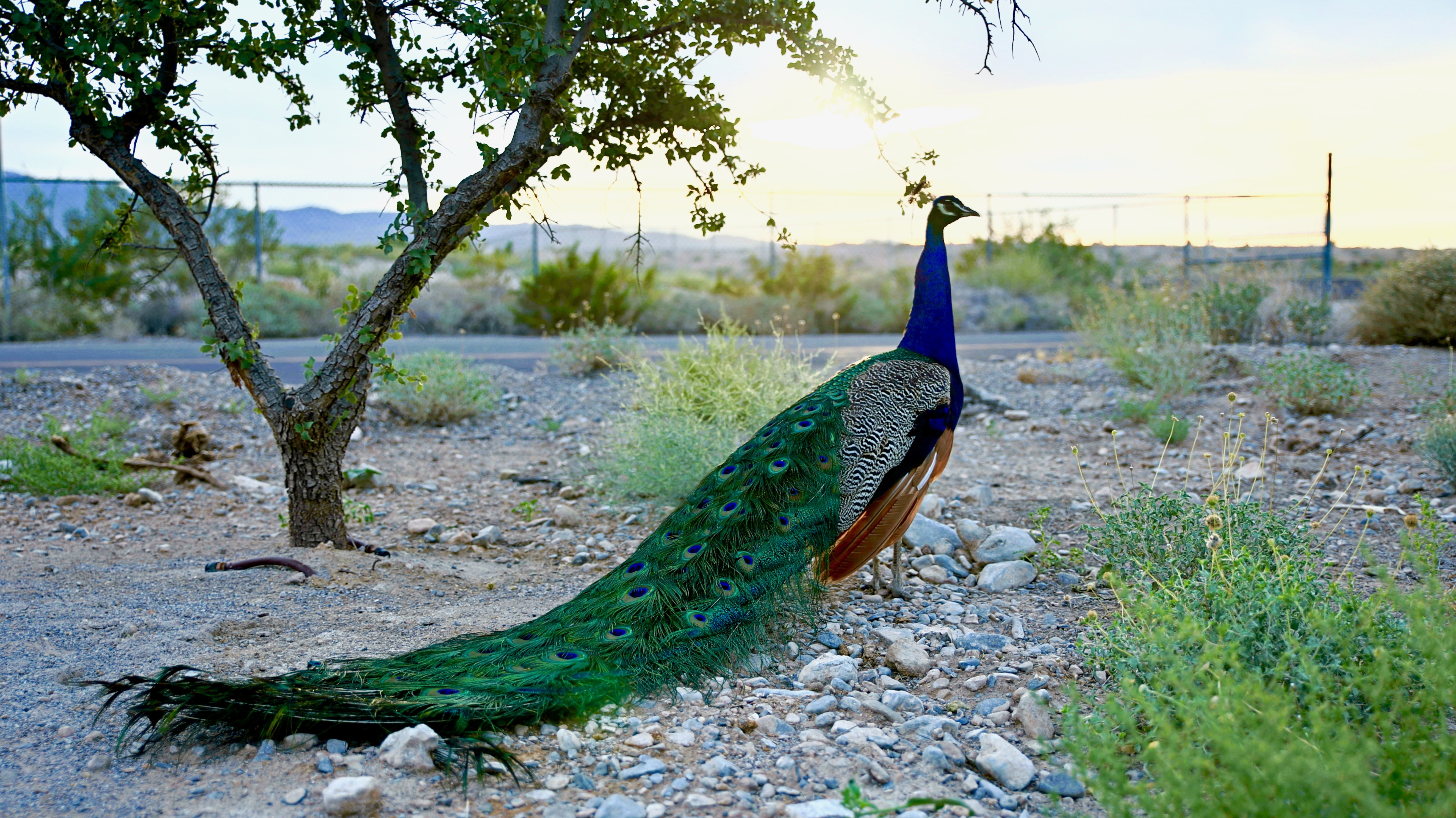 Peacock at Floyd Lamb Park